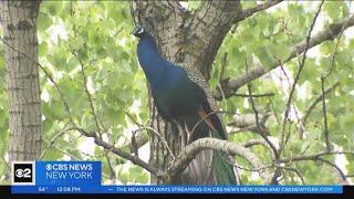 Peacock back at Bronx Zoo after big night out