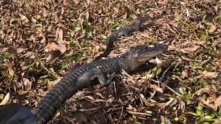 New Orleans Swamp Tour 2019