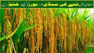 How to finish leave sundi of rice crop | how to finished borer in rice crop | Modern Crop Farming