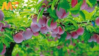 Extraordinary Plum Cultivation | Collection And Processing Of Plums For Drying | Modern Farm#21