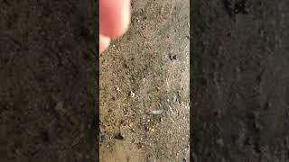 I Found a shrimp || Fresh from the sea