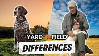 YOU NEED TO KNOW THE DIFFERENCE - Yard VS Field Training Your Hunting Dog