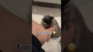 #fetish #yukito #yuki #yukitothecat #persiancat #cat #pet #tiktokvideo