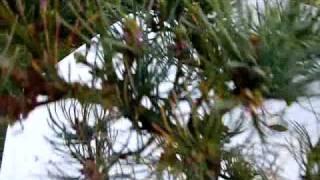 Bonsái pino parviflora( Pinus pentaphylla)