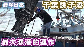 Freshest Fish Free for the Taking! | Exploring Choshi Port, Japan's Famous Fishing Hub