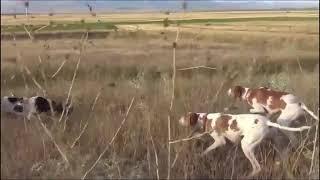 English pointer ️