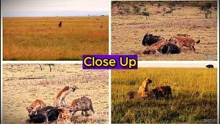 Hyena s Ambush Intense Buffalo Hunt in the Wild #NatureProtection #wildanimals  #nature battles 