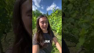 We woke up on this vineyard in Georgia! 