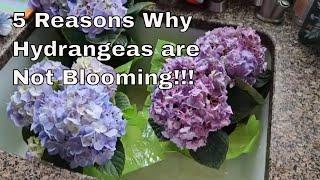 How to Care for a Hydrangea and get more Blooms