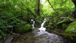 Peaceful Nature Symphony -  Bird Chirps and Babbling Brooks for Sleeping