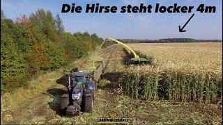 Die Hirse steht locker 4 Meter! XXL Hirse Häckseln mit Direkt Schneidwerk Häckseln für Biogasanlage