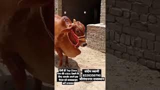 top class top breed Sahiwal cow,#sahiwal #top_cow #topbreedanimals #shorts #viral #topvideo #cow#top