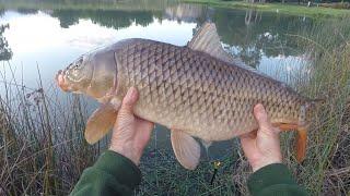 Early morning pond session #urbanpondfishing #pondfishing #carpfishing #carp