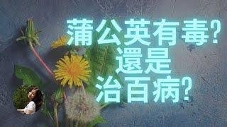 EP32: 蒲公英有毒還是治百病？Are Dandelions Poisonous Or Cure-All Medicinal?