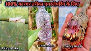 How to Air Layering Mango tree. Easy method to grow mango tree from cuttings at home