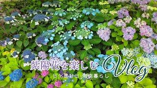 【暮らしのVlog】紫陽花を楽しむ｜あじさいゼリー｜鎌倉の紫陽花巡り【浄妙寺｜一条恵観山荘｜鶴岡八幡宮】