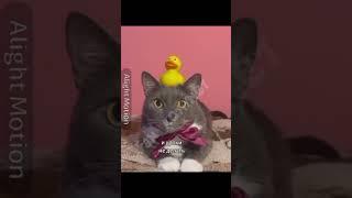 Спасибо большое @kotiynet #kotiynet #школакотиков #врек
