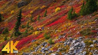 11 HRS Incredible Fall Foliage - Best 4K Autumn Nature Scenes from Around the World + Calming Music