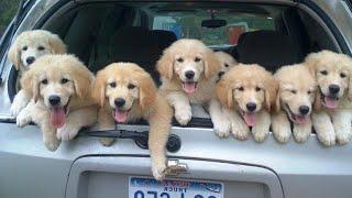 Funniest & Cutest Golden Retriever Puppies - 30 Minutes of Funny Puppy Videos 2021