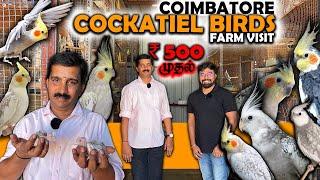 20 வருஷமா Cockatiel Birds Farm வெச்சு இருக்காரு!! Sales | Breeding Care and Secret