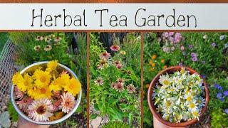 Summertime Herbal Tea Garden :: Everything Is Blooming!