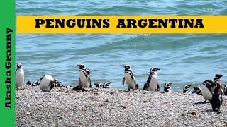 Penguins Argentina Puerto Madryn Punto Tombo Magellan Penguins