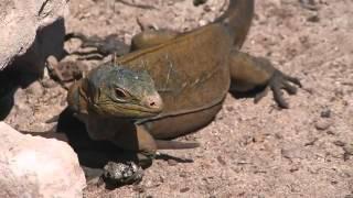 Seacology: Protecting the Iguanas of San Salvador, Bahamas