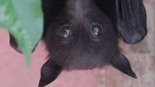 Bat Rescue - A day in the life of bat carers