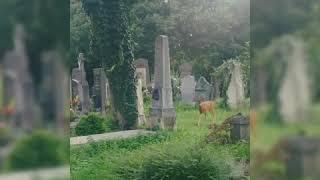 Animals in the Central Cemetry of Vienna. Tiere im Wiener Zentralfriedhof. Центральное кладбище Вена