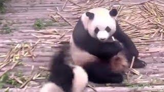 Cute alert! Panda cub throws tantrum after being ignored by mom