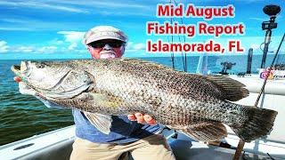 Mid August Islamorada Fishing Report Tarpon are hot!  Tripletails/snook/reds, lots of mahi offshore