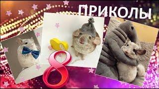 Лучшие приколы про ШИНШИЛЛ! Смешные ШИНШИЛЛЫ! Funny chinchillas#8