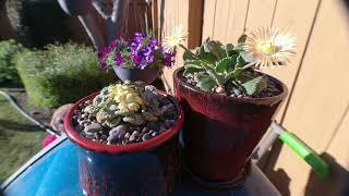 AoxTheGardener - Aloinopsis Malherbi and Titanopsis Calcarea - Bloom Open/Close Timelapse