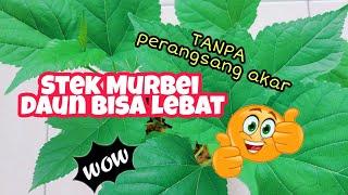 Stek MURBEI tanpa perangsang akar daun bisa lebat - KEBUNCILIK