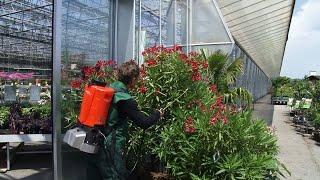 Birchmeier REX 15 - Battery backpack sprayer