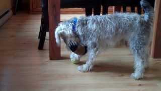 Monty The Miniature Schnoodle Playing Football