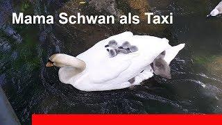 Schwan mit Jungen | Mutter als Taxi | Schwäne beim Ausflug