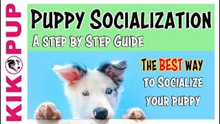 Puppy Socialization Guide - the BEST and SAFEST way!