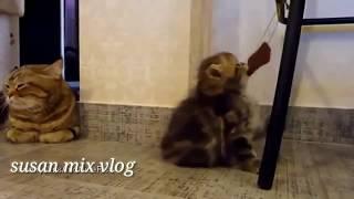 Funny Cat Playing|Susan mix vlog