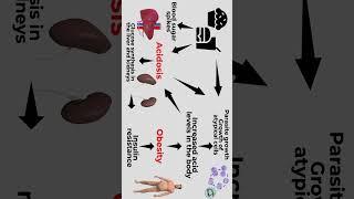 How are obesity cancer and asidosis related?