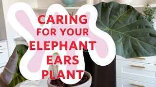 How to Care for Elephant Ears Alocasia Plants