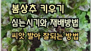 봄상추 키우기, 심는시기와 재배방법, 노지배배 씨앗발아 잘되는 방법