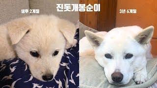 아기 진돗개 입양부터 귀가 서기 전까지 사진 모음^^ | 진돗개 성장과정