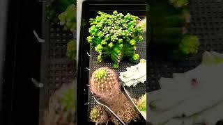 #Succulent #plant #succulents #plants #cactus #propagation #homegarden #tips #care