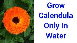 Grow Calendula In Water / How to grow calendula at Home