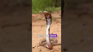 The Spectacular Indian Cobra Facts You Never Knew