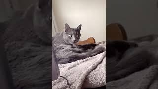 Man Makes Licking Sounds while Cat Licks Himself on Bedroom