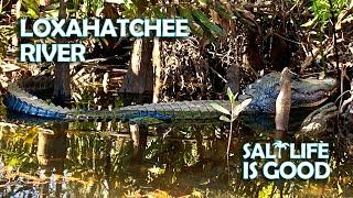 See Alligators & Paddle the Loxahatchee River in Florida - Canoe from Jonathan Dickinson State Park