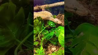 KILLER BEE BALL PYTHON BEAUTY | TIKTOK MUSIC REMOVED AS YT SEES IT AS CW