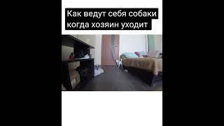 Как себя ведут ваши животные когда вы уходите !? Эврика попугай